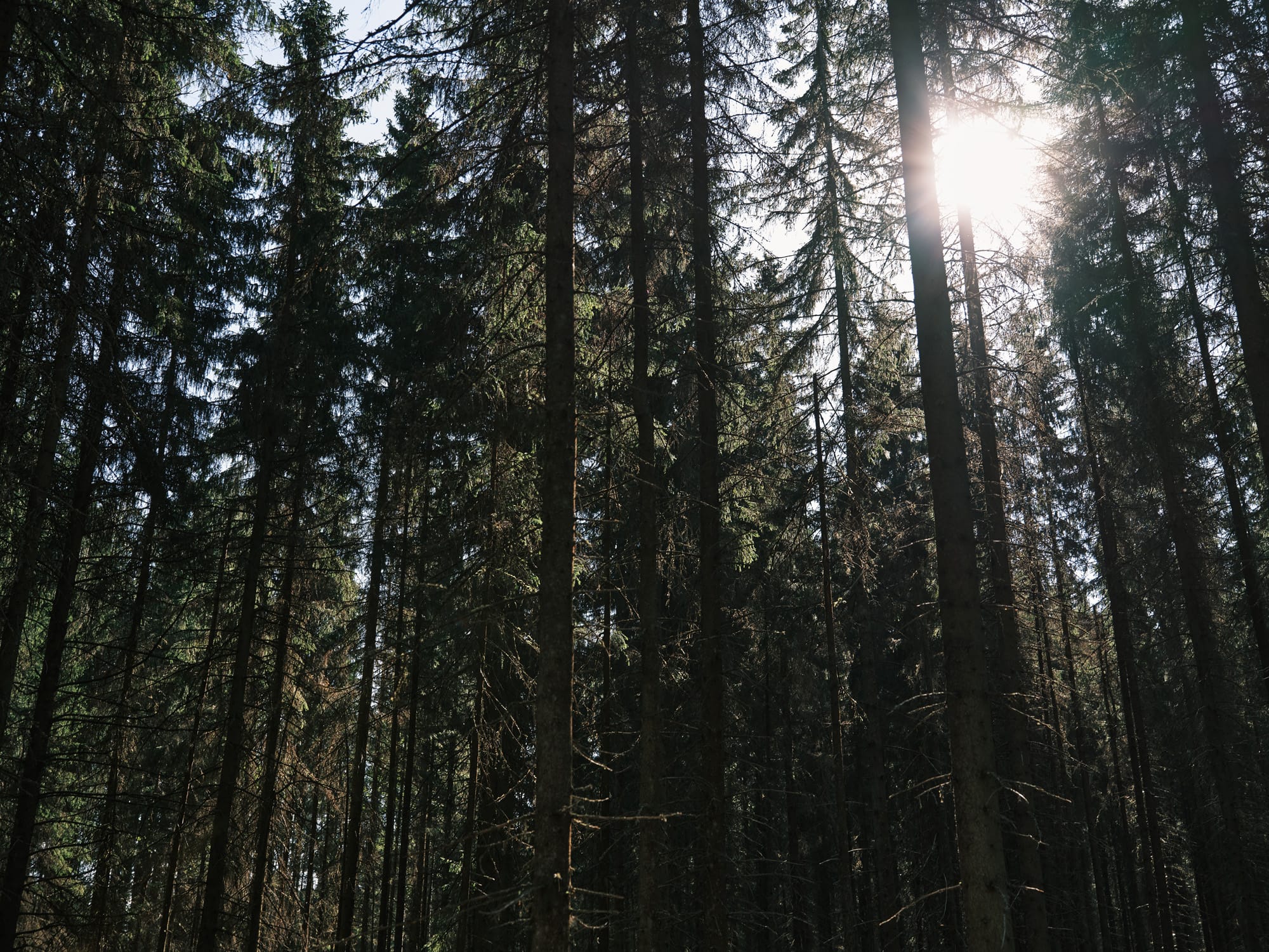Kompensaatiorekisteri on vastaus Suomen kolmeen suureen metsäongelmaan